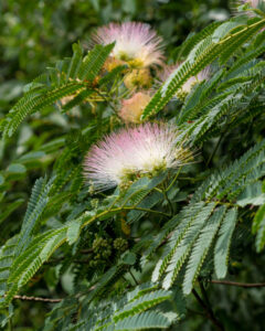 buy mimosa hostilis USA