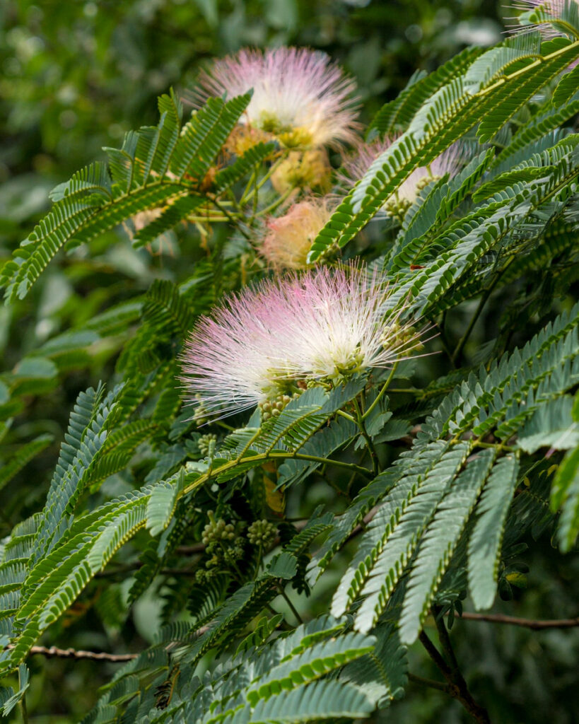 buy mimosa hostilis USA