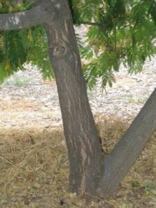 mimosa hostilis price