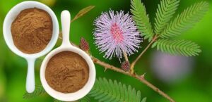 mimosa hostilis root bark for sale