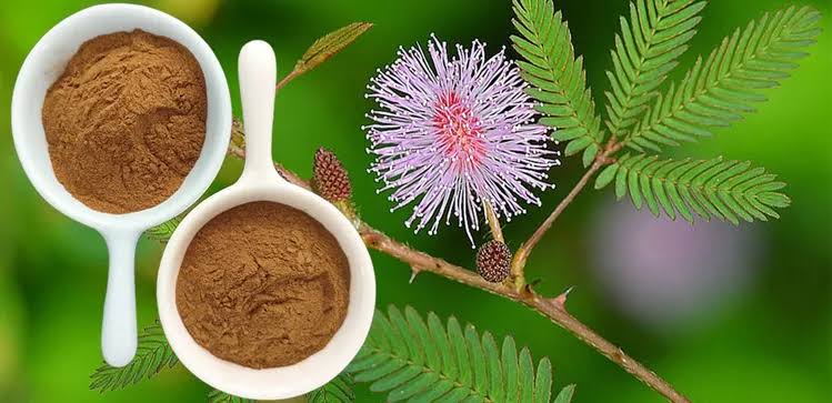 mimosa hostilis root bark for sale