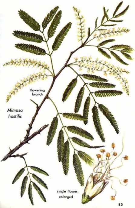 buy shredded mimosa hostilis