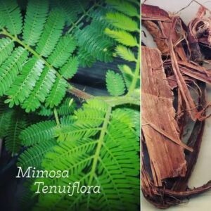 mimosa hostilis wholesale